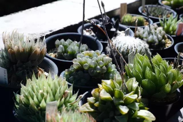 能抵御辐射的植物,最好的防辐射植物