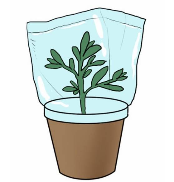 外出旅游家里的花没人浇水怎么办,出差家里花没人浇水怎么办