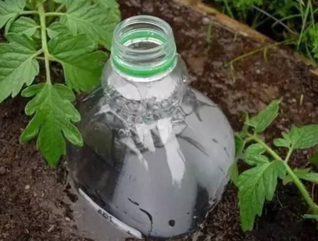 外出旅游家里的花没人浇水怎么办,出差家里花没人浇水怎么办