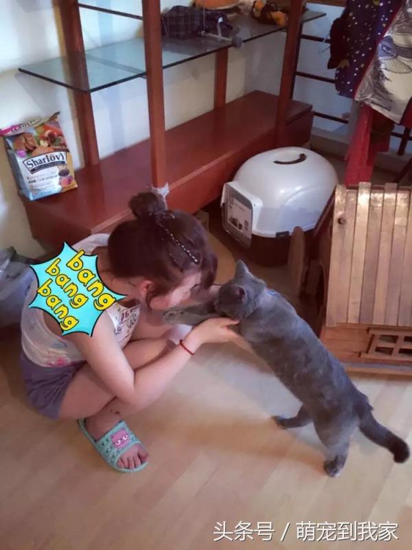 老猫的养猫日记 (网瘾少年养猫)