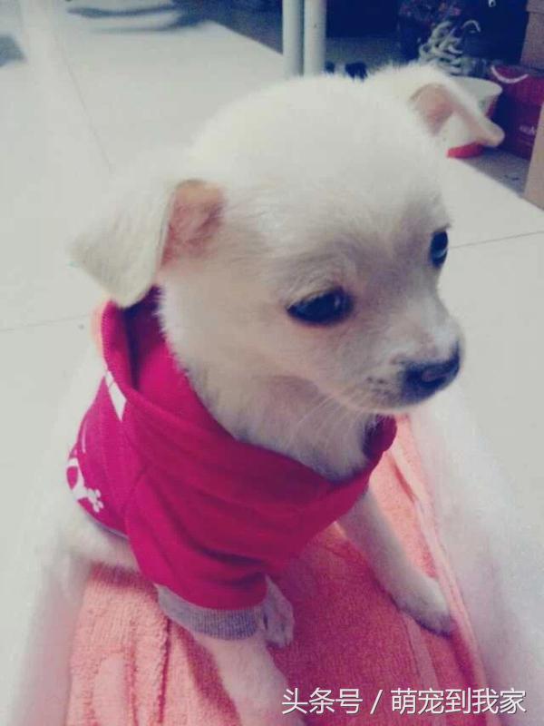 老猫的养猫日记 (网瘾少年养猫)