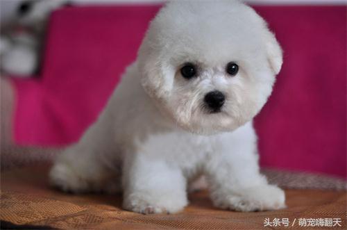 2个月大比熊拉肚子抽搐,比熊喝了牛奶拉肚子怎么办