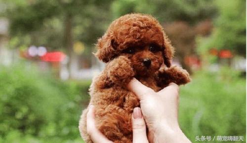 泰迪后腿走路瘸不让碰脊柱,泰迪后腿有点瘸怎么回事