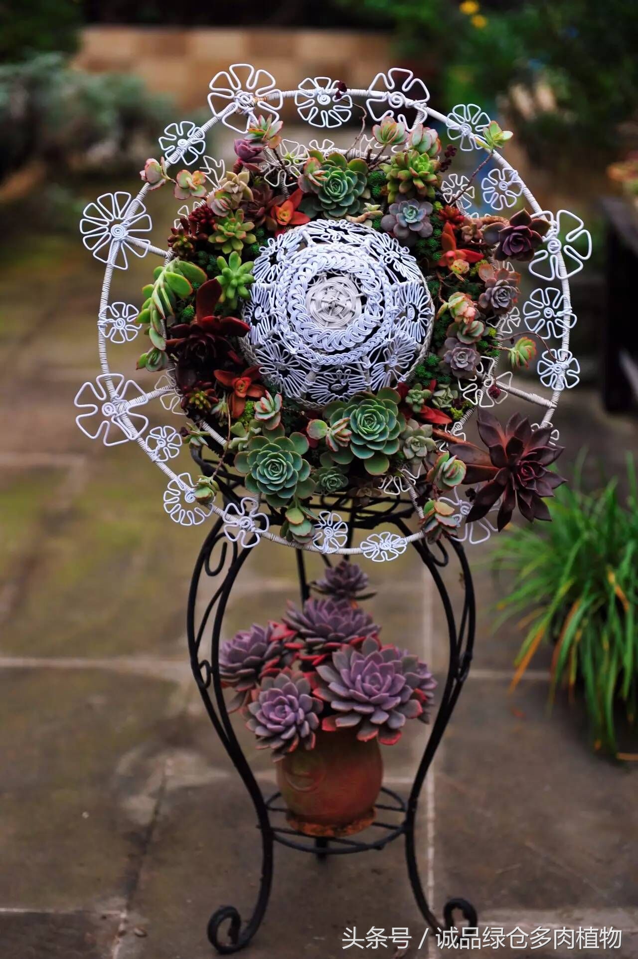 铁艺多肉怎么养,铁艺多肉