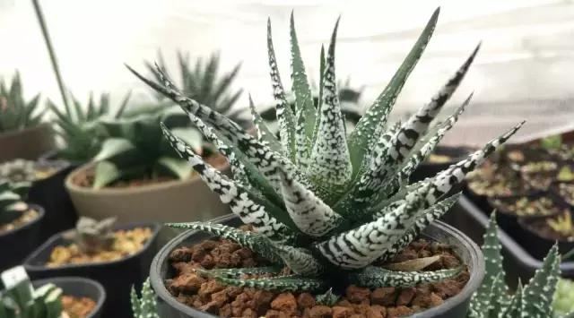 能抵御辐射的植物,最好的防辐射植物