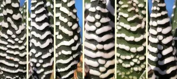 能抵御辐射的植物,最好的防辐射植物