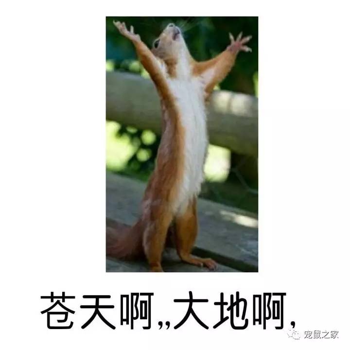 做四有军人,做豚鼠便当