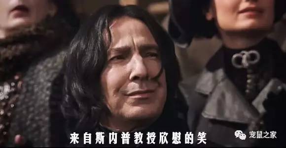 做四有军人,做豚鼠便当