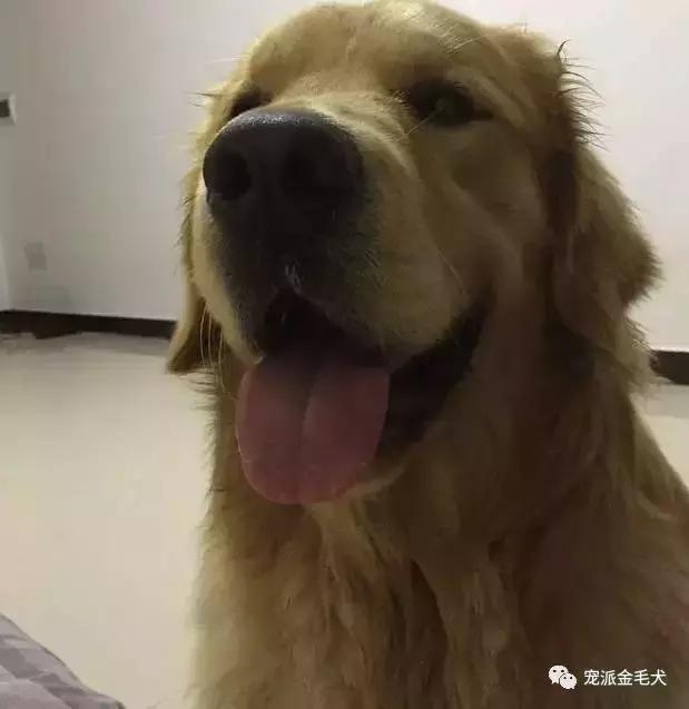 金毛不是最温柔善良的狗狗吗,大壮是只汪