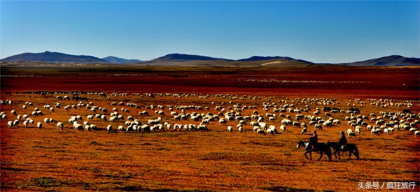 四川省最大的草原若尔盖