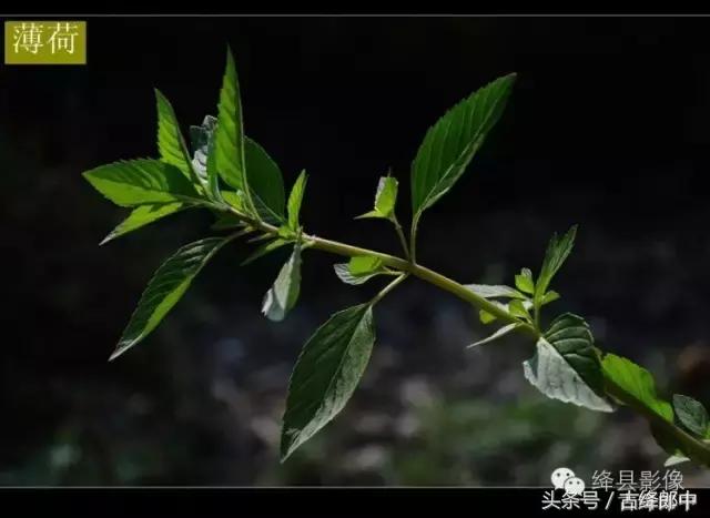 民间草药薄荷的作用,南方山林里的常见草药