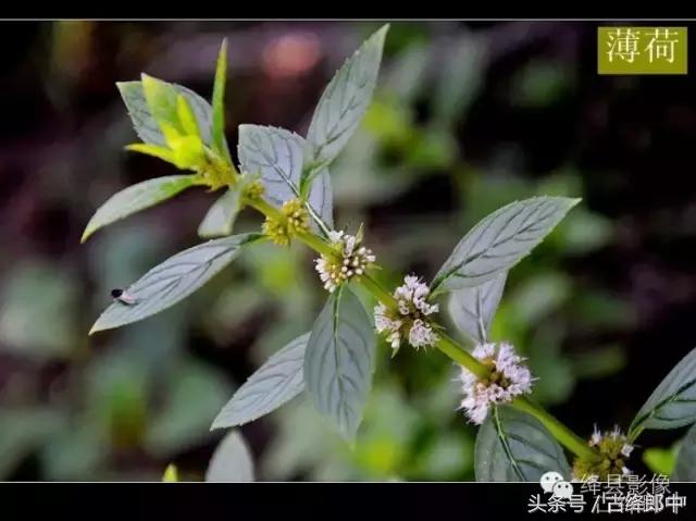 民间草药薄荷的作用,南方山林里的常见草药