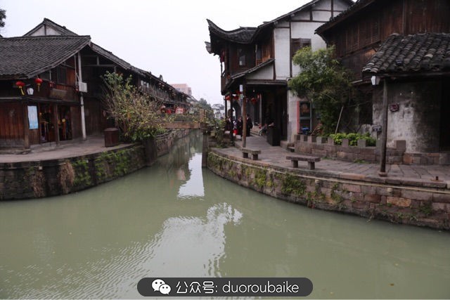 回忆之旅最适合带的植物,野外旅游必须记住的植物