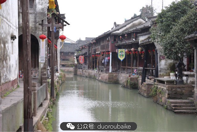 回忆之旅最适合带的植物,野外旅游必须记住的植物