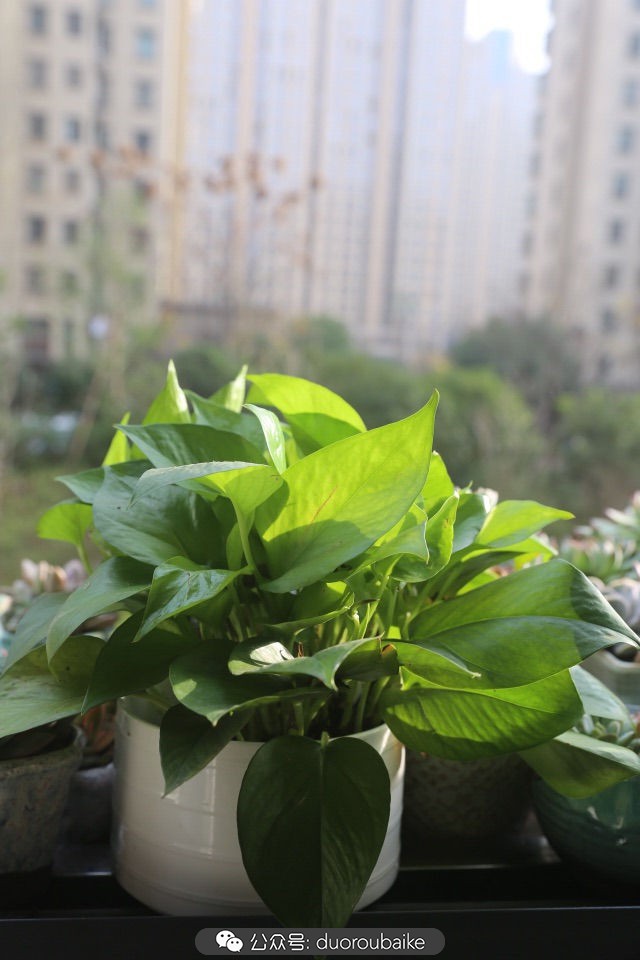 回忆之旅最适合带的植物,野外旅游必须记住的植物