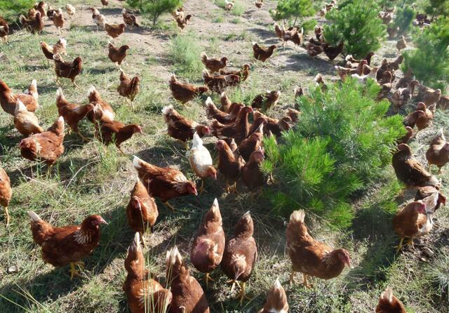 开一个小养鸡场要花多少钱？其实不只是花钱那么简单