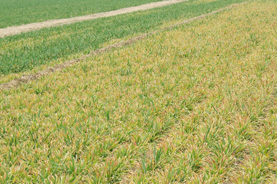 小麦叶尖发黄枯死是什么原因,小麦拔节期发黄是什么原因