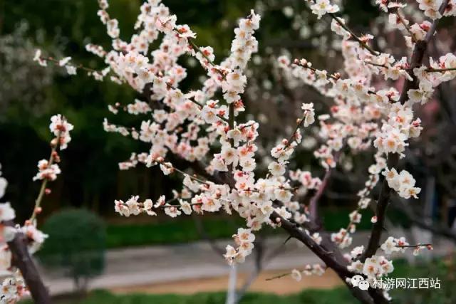 青岛冬季赏梅花的好去处,冬季梅花旅游攻略