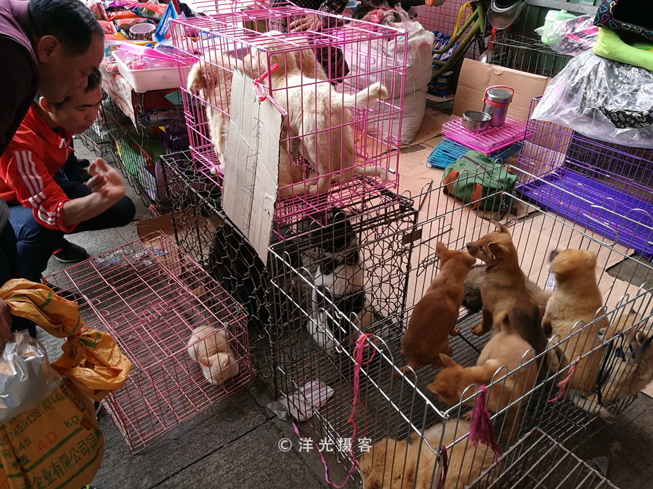 番禺各个镇大集时间表,广州去清远农村赶集