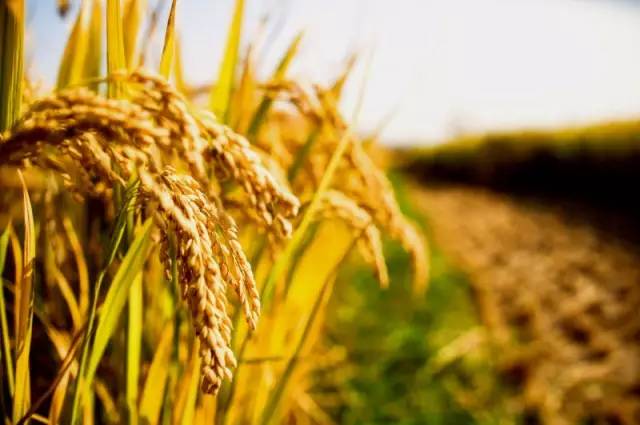 明起五天，因聚集人群太多，奥体附近交通将出现大幅拥堵