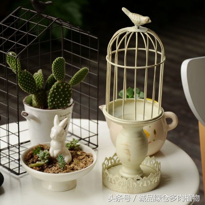 铁艺多肉怎么养,铁艺多肉