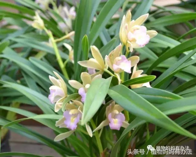 神奇植物在哪里英文,神奇植物在哪里全集