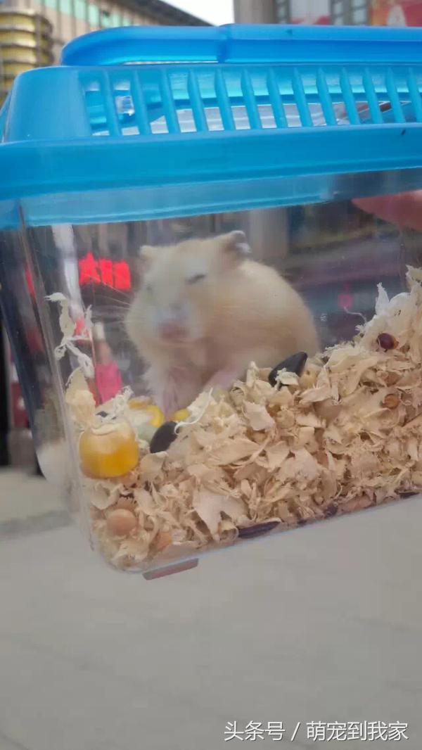 老猫的养猫日记 (网瘾少年养猫)