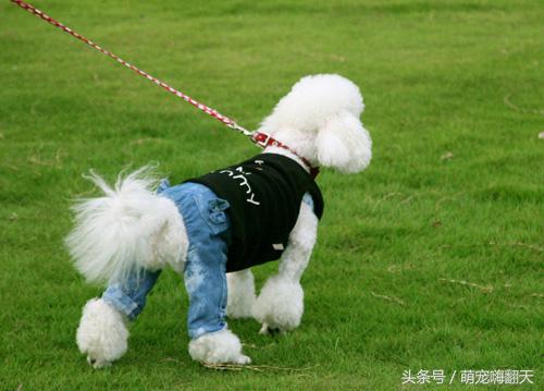 狗狗腿突然瘸了不落地能自愈吗,狗狗走路腿有点瘸跑起来没事