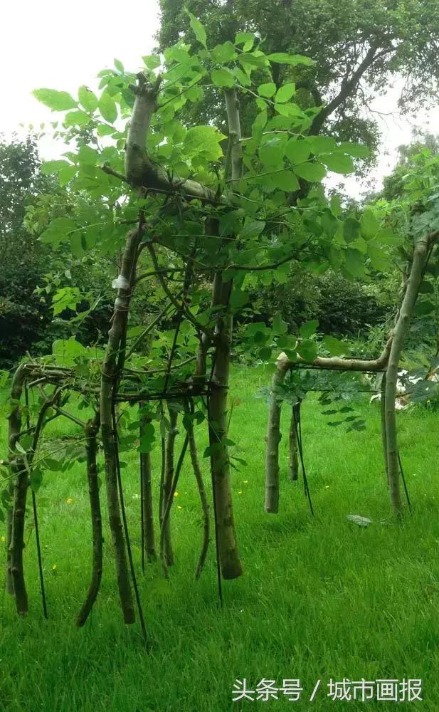 这个英国大叔从地里“种”出了一把椅子，价值2万多！