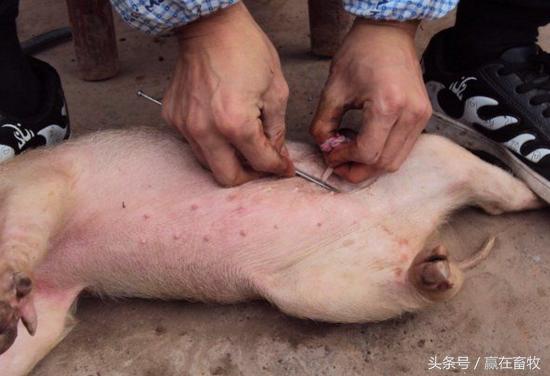 小猪阉割实拍，阉割后一定要严防这些情况发生