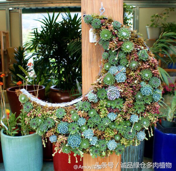 铁艺多肉怎么养,铁艺多肉