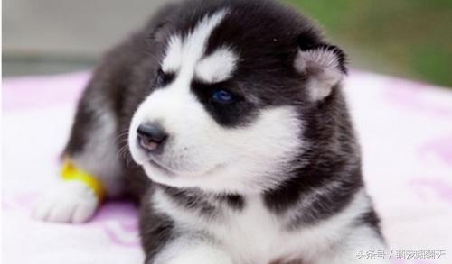 狗狗腿突然瘸了不落地能自愈吗,狗狗走路腿有点瘸跑起来没事