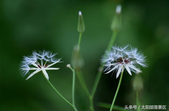 出现在小学语文课本上的这种植物，它的药用价值你知道吗？