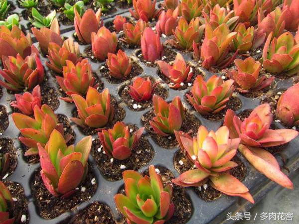 多肉植物火祭大棵,多肉火祭的一年四季的变换