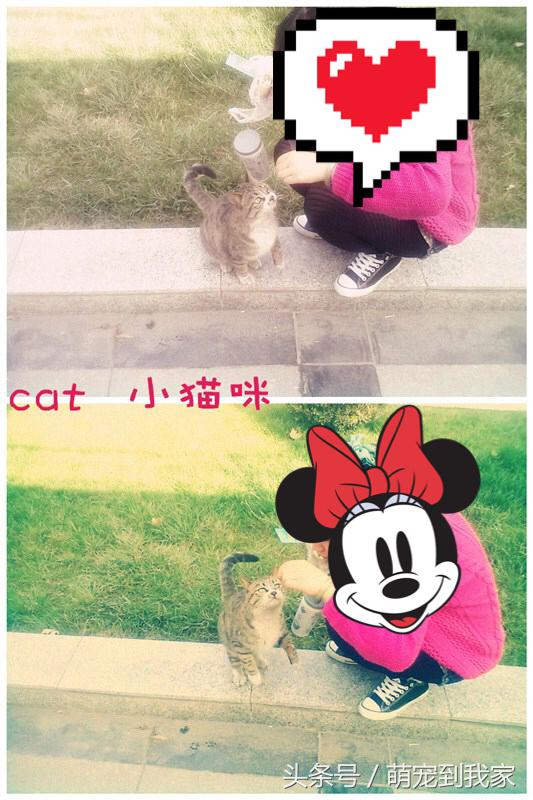 老猫的养猫日记 (网瘾少年养猫)