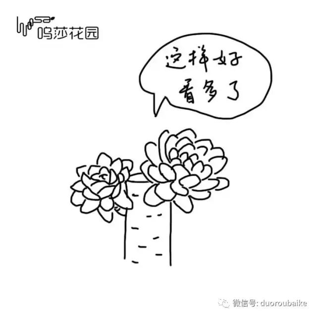 多肉植物为什么砍头,多肉植物可以二次砍头吗