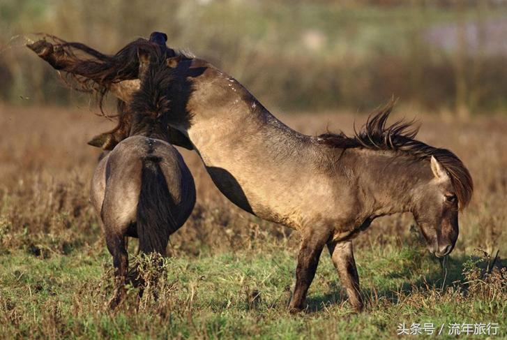 旅行怎么骑马合适,旅行小技巧小妙招