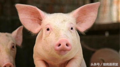 猪发烧流鼻涕怎么治疗,猪流鼻涕发烧不吃食怎么回事