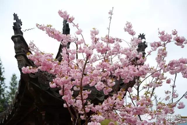青岛冬季赏梅花的好去处,冬季梅花旅游攻略