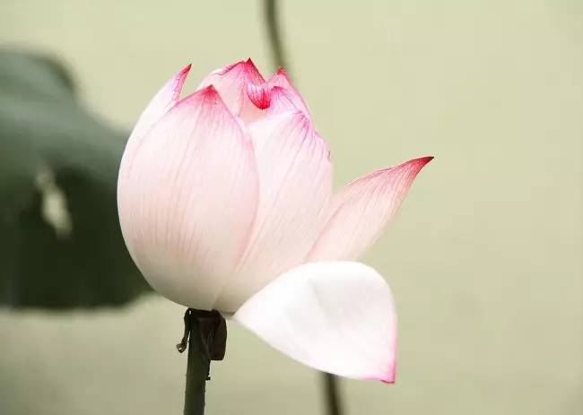 铲屎官如何养宠物,新手铲屎官如何养狗狗