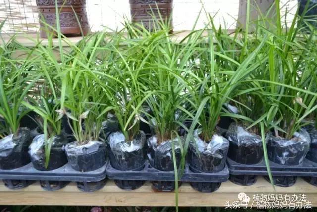 神奇植物在哪里英文,神奇植物在哪里全集