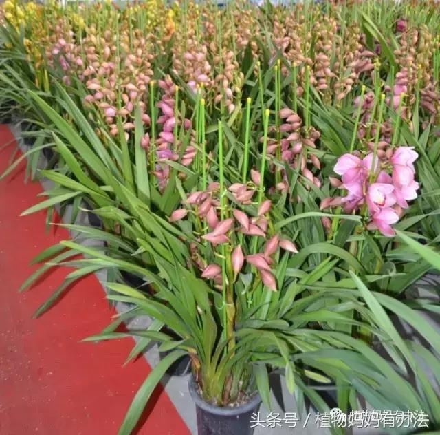 神奇植物在哪里英文,神奇植物在哪里全集