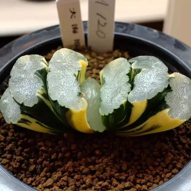 能抵御辐射的植物,最好的防辐射植物