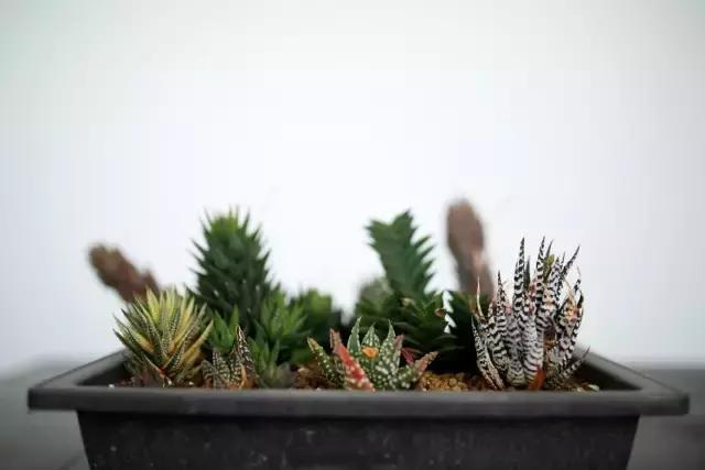 能抵御辐射的植物,最好的防辐射植物