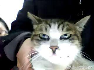 老猫的养猫日记 (网瘾少年养猫)