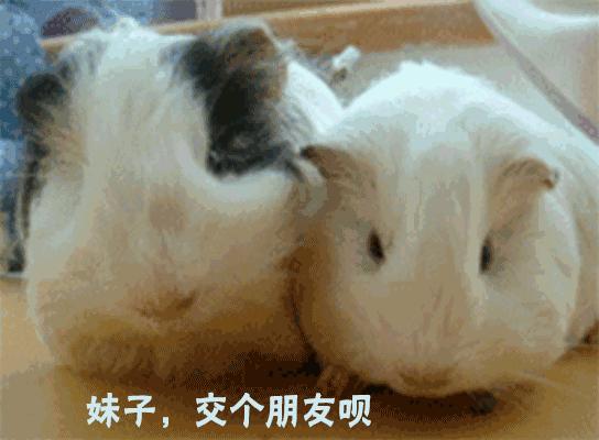 做四有军人,做豚鼠便当