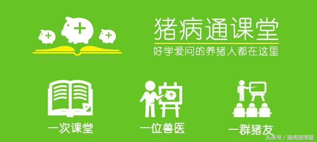 猪场里有好多小猪,猪场夜晚排尿