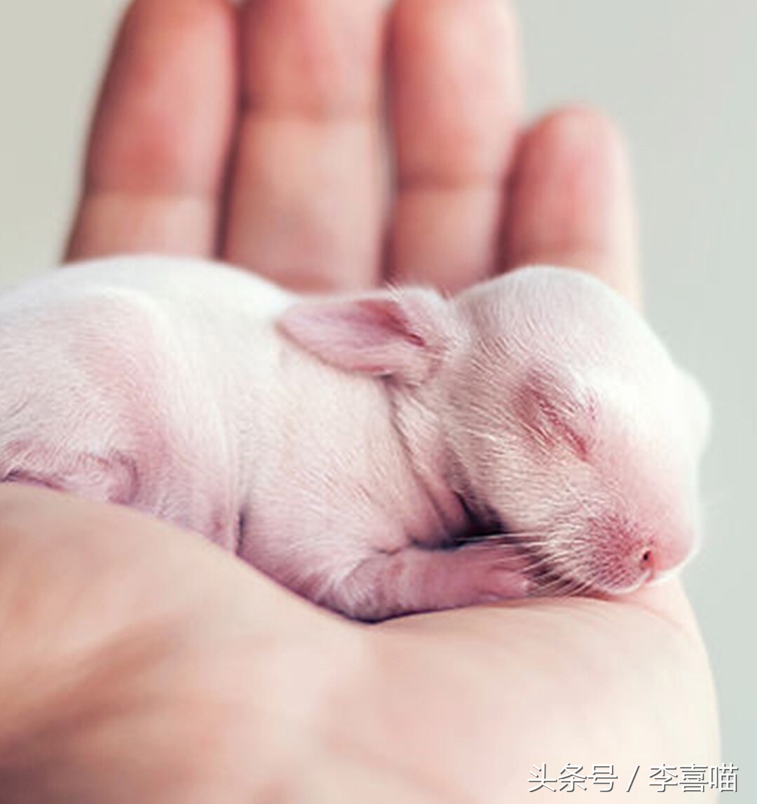 如何养好宠物兔子的方法,什么兔子比较好当宠物也好养