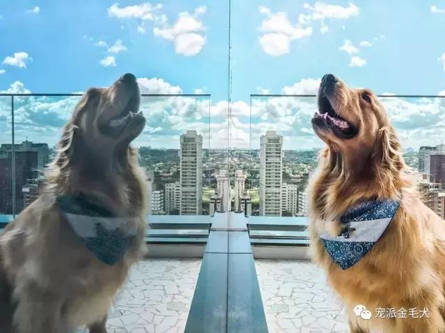 金毛不是最温柔善良的狗狗吗,大壮是只汪