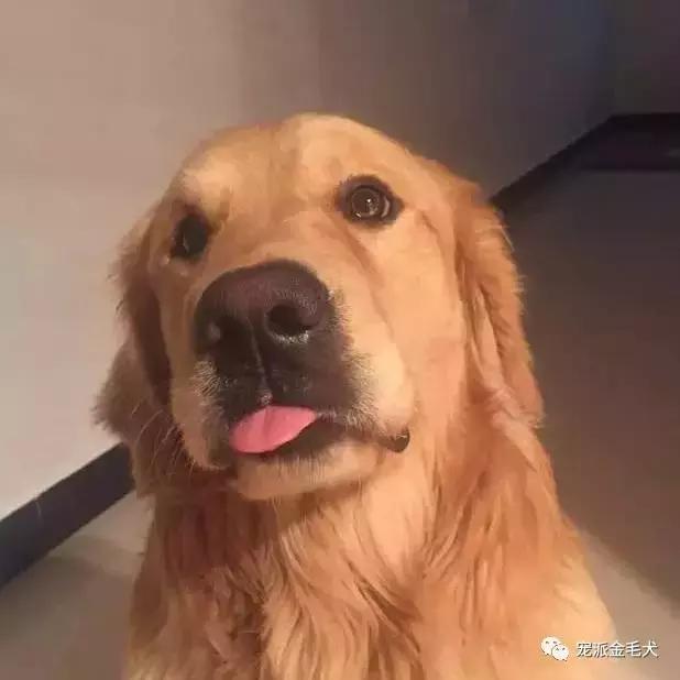 金毛不是最温柔善良的狗狗吗,大壮是只汪